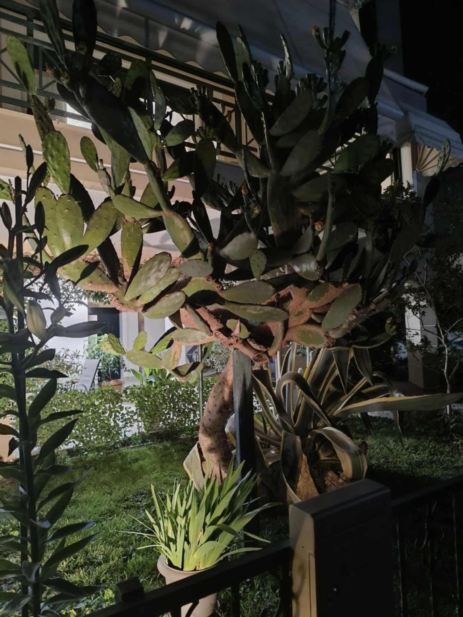 דירה Cactus Oasis אלכסנדרופולי