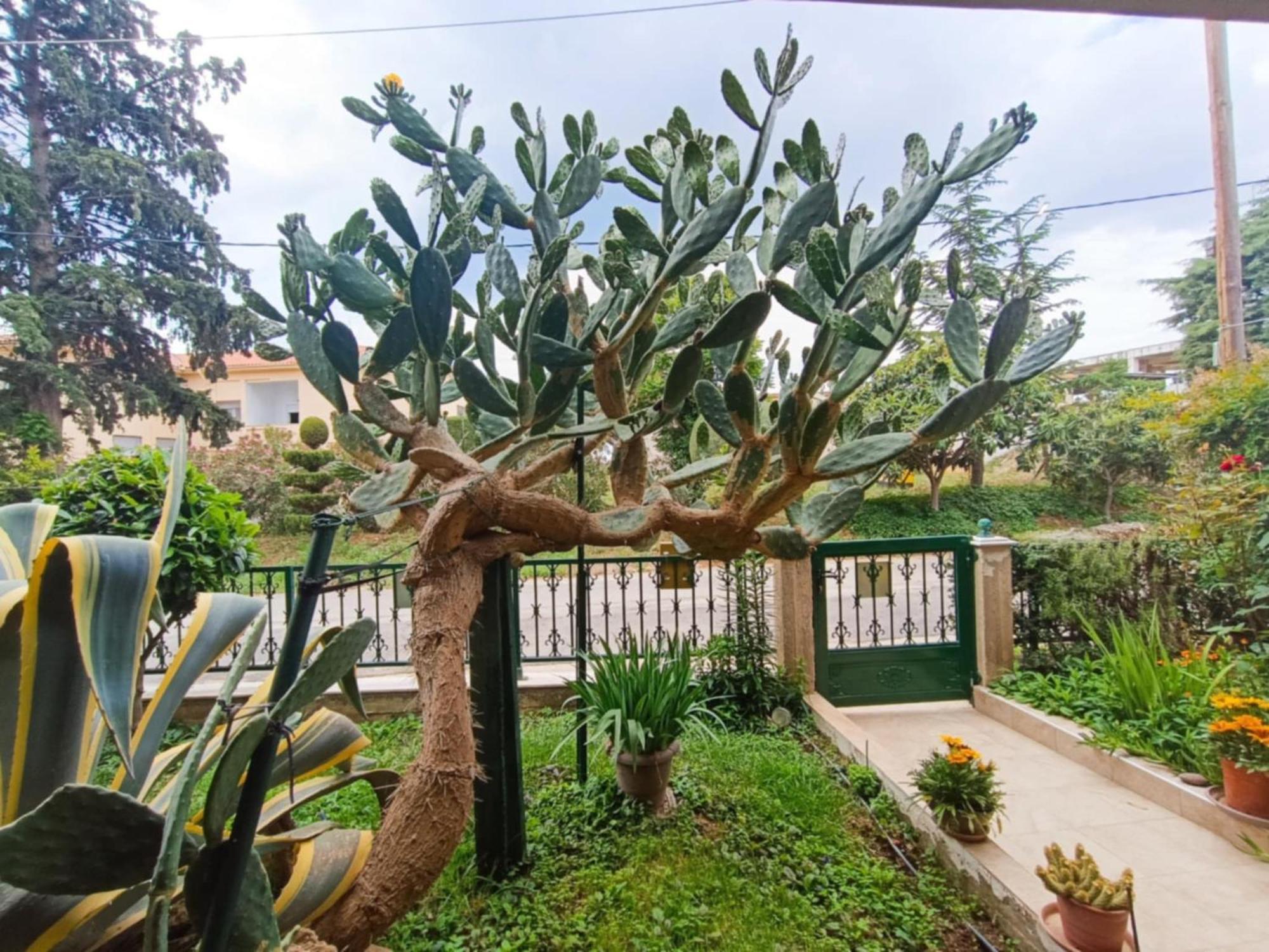 Cactus Oasis אלכסנדרופולי